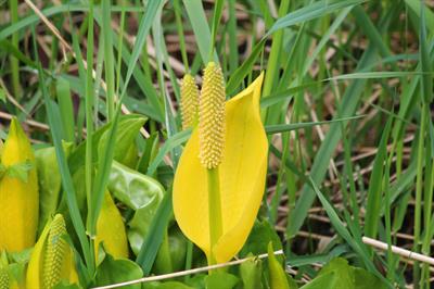 کلم زرد بد بو، Swamp lantern، بومی امریکای شمالی